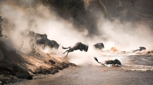 Masai Mara 2