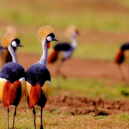 Masai Mara 4