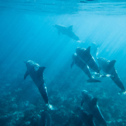 mauricijus delfinai