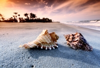 beach conch shells