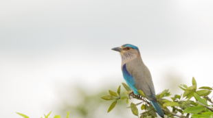 Minneriya National Park bird