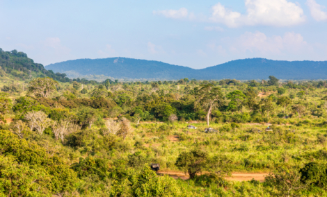 Minneriya National Park in Sigiriya