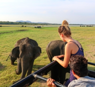 Safari at Minneriya National Park