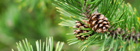 pušies kankorėžis