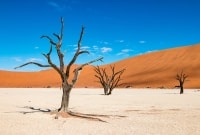 namibo nauklufto nacionalinis parkas namibija 13520