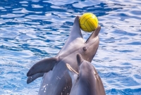poilsis poilsis lietuvoje nida muziejus delfinai 4548
