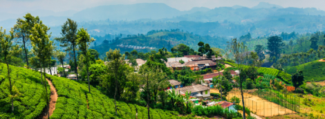 arbatos plantacijos sri lanka