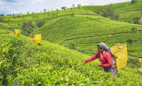 arbatos platacija nuvara elija