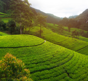 nuvara elija arbatos plantacija