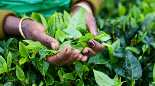 nuvara elija arbatos plantacija 2