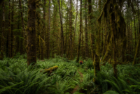 Pasiūlymo galerija 1