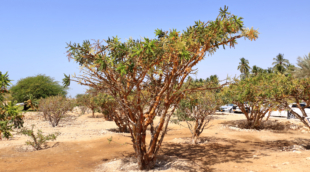 Frankincense medis