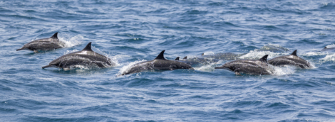 omanas delfinai