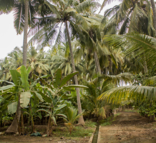 plantacija omanas