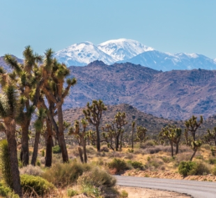 Joshua Tree Mojave