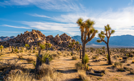 Joshua tree