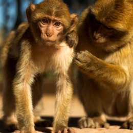 35 dvi makakos p girdziuso foto 13452
