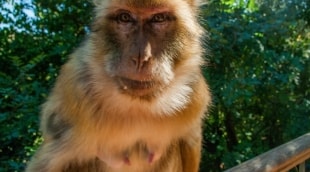 35a makaka ouzoude j versulienes foto 13453