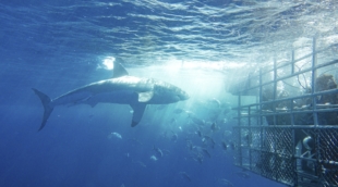 nardymas su rykliais