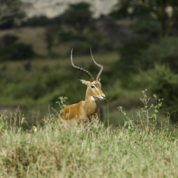 Serengeti nacionalinis parkas