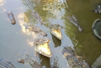 DSCN0732 3914
