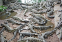 Krokodilu ferma 3916