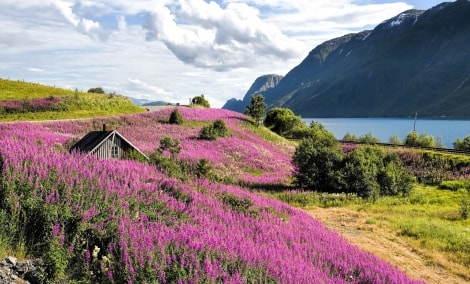 pazintine norvegija sognefjordas