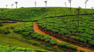 periyar plantacijos