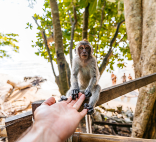 monkey beach