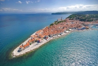 pirana1