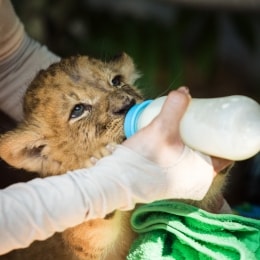 zoologijos sodas safari