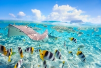 bora bora zuvys 6538
