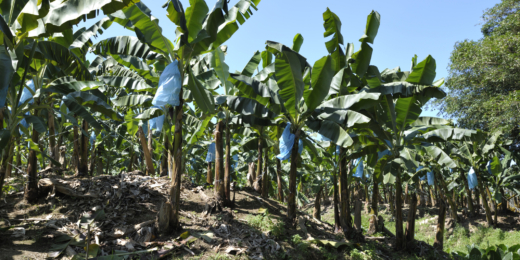 puerto limonas bananu plantacija