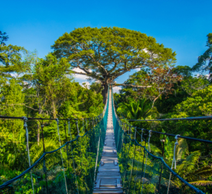 Amazonian Canopy, Peru