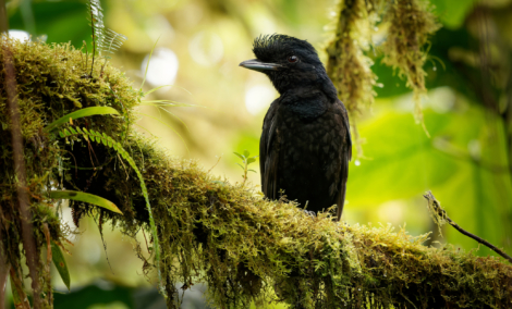 Amazonian umbrellabird