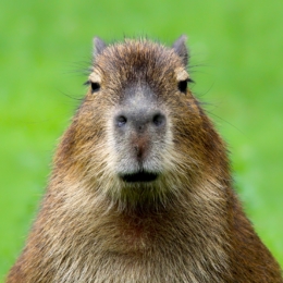kapibara