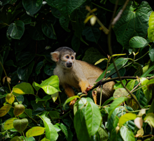 voverinės beždžionės