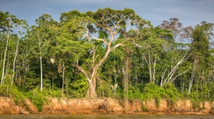 amazonės miškas palei tambopatos upe