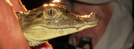 Caiman in Amazon Jungle river, Peru