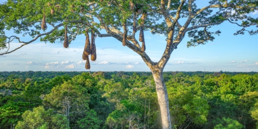 peru amazonė