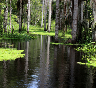 Puerto Mladonado upe