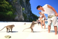 monkey island 7039