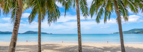 patong papludimys