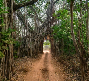 Ranthambore National Park