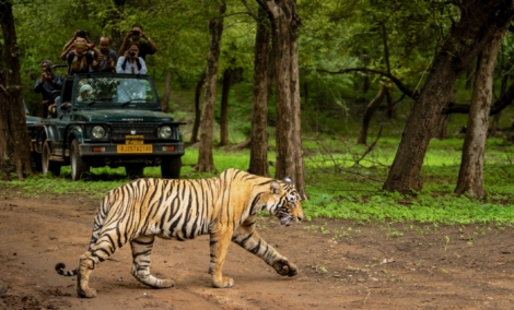 Ranthambore tigras