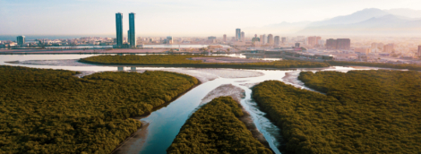 Ras al Khaimah mangrove forest in the UAE