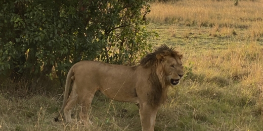 safaris liutas