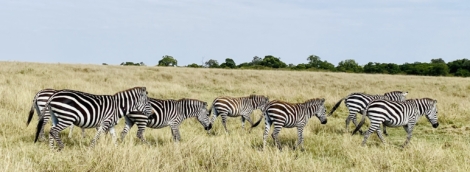 safaris zebrai