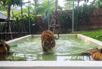 Tigrai Thailand