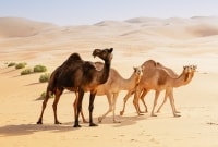 iStock 187031376